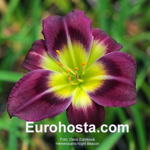 Hemerocallis Night Beacon - Eurohosta