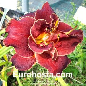 Hemerocallis Night Embers - Eurohosta