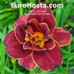 Hemerocallis Night Embers