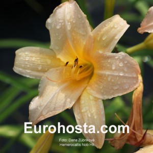 Hemerocallis Nob Hill - Eurohosta