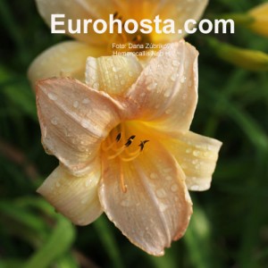 Hemerocallis Nob Hill - Eurohosta