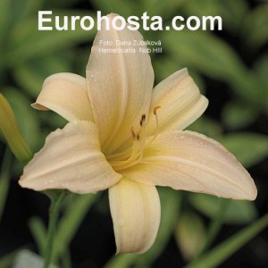 Hemerocallis Nob Hill - Eurohosta