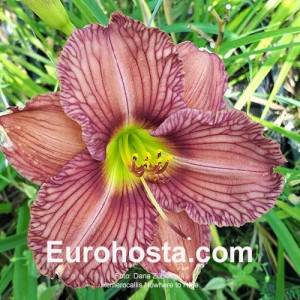 Hemerocallis Nowhere to Hide