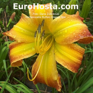 Hemerocallis Buffalo Orange Star