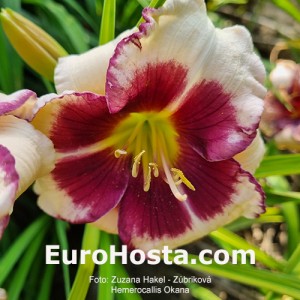 Hemerocallis Okaňa