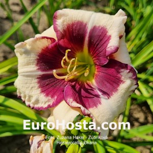 Hemerocallis Okaňa