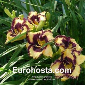 Hemerocallis Open my Eyes