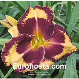 Hemerocallis Orange Artist