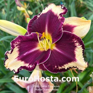 Hemerocallis Orange Artist