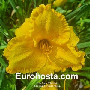 Hemerocallis Orange Nassau