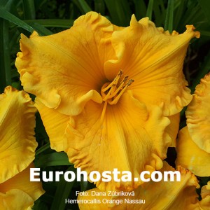 Hemerocallis Orange Nassau