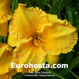 Hemerocallis Orange Nassau