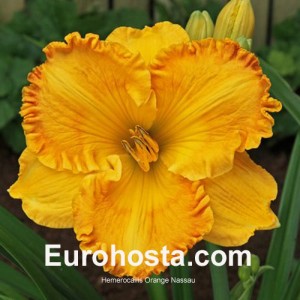 Hemerocallis Orange Nassau - Eurohosta