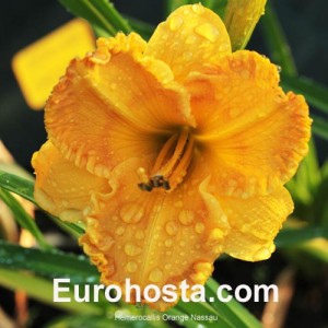 Hemerocallis Orange Nassau - Eurohosta