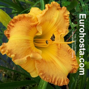 Hemerocallis Orange Nassau - Eurohosta