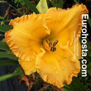 Hemerocallis Orange Nassau - Eurohosta