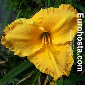 Hemerocallis Orange Nassau - Eurohosta