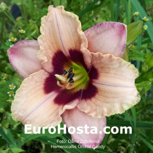 Hemerocallis Orchid Candy - Eurohosta