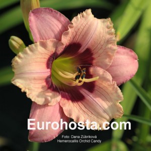 Hemerocallis Orchid Candy - Eurohosta