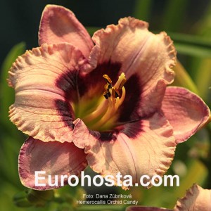 Hemerocallis Orchid Candy - Eurohosta