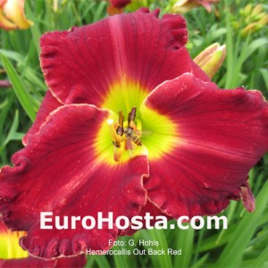 Hemerocallis Out Back Red