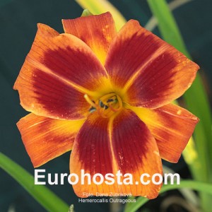 Hemerocallis Outrageous - Eurohosta