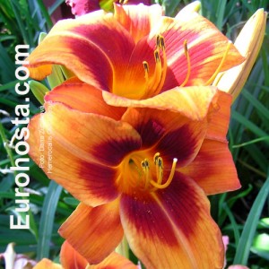 Hemerocallis Outrageous - Eurohosta