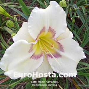 Hemerocallis Ozvena