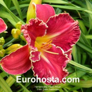 Hemerocallis Pagan Ritual - Eurohosta