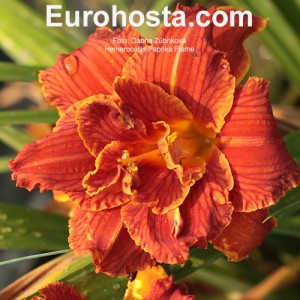 Hemerocallis Paprika Flame Eurohosta