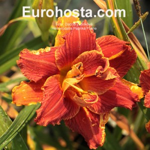 Hemerocallis Paprika Flame Eurohosta