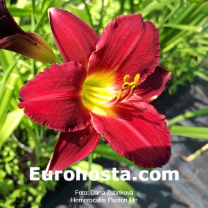 Hemerocallis Pardon Me