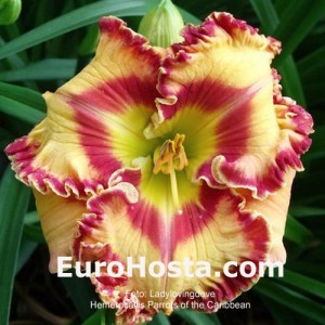 Hemerocallis Parrots of the Caribbean - Eurohosta