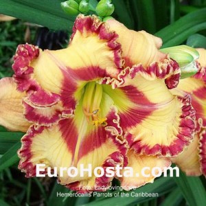 Hemerocallis Parrots of the Caribbean - Eurohosta