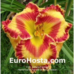 Hemerocallis Parrots of the Caribbean - Eurohosta