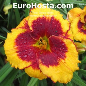 Hemerocallis Pat Garrity