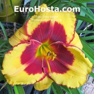 Hemerocallis Pat Garrity