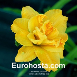 Hemerocallis Patricia Jojo - Eurohosta