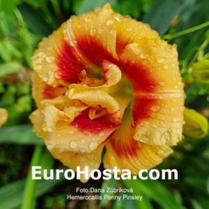 Hemerocallis Penny Pinsley