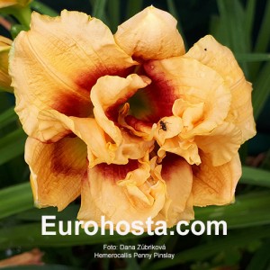 Hemerocallis Penny Pinsley