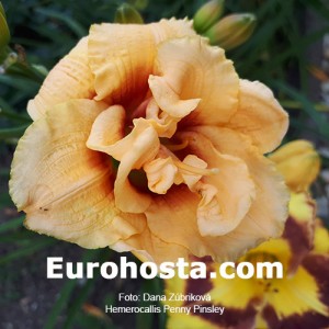 Hemerocallis Penny Pinsley