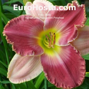 Hemerocallis Peppermint Pinwheel