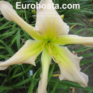 Hemerocallis Phial Of Galadriel