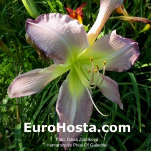 Hemerocallis Phial Of Galadriel