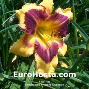 Hemerocallis Phillistine Champion