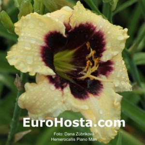 Hemerocallis Piano Man - Eurohosta