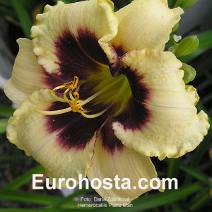 Hemerocallis Piano Man - Eurohosta