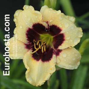 Hemerocallis Piano Man - Eurohosta