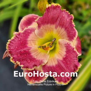 Hemerocallis Picture in Picture