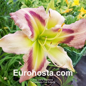 Hemerocallis Heavenly Pink Butterfly